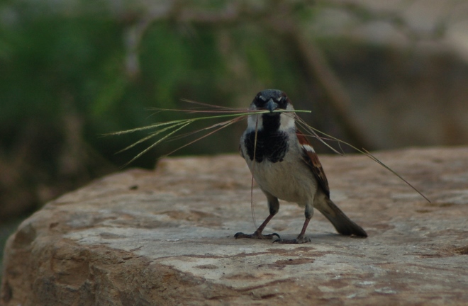 sparrows with nest material